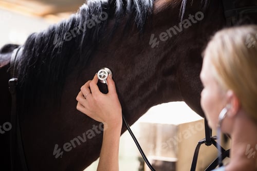 Preview: Close up of female vet checking horse