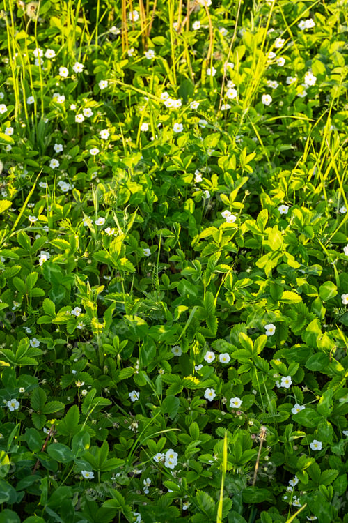 Preview: Wild strawberry growing on the meadow.