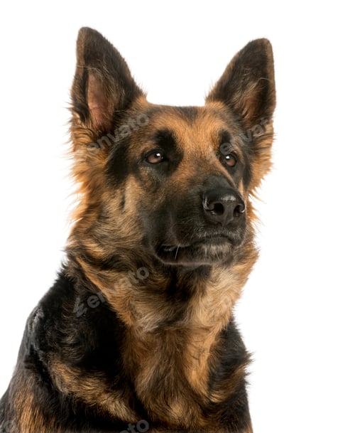 Preview: Close-up of a German shepherd looking away, 4 years old, isolated on white
