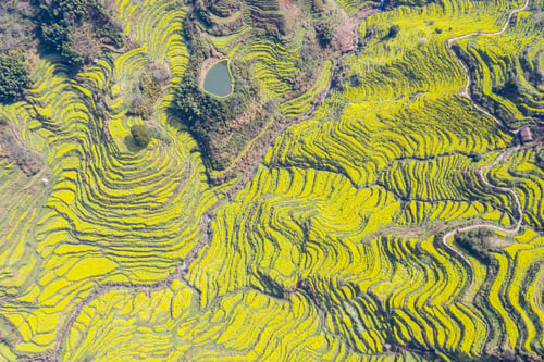 Preview: aerial view of terraced fields in spring