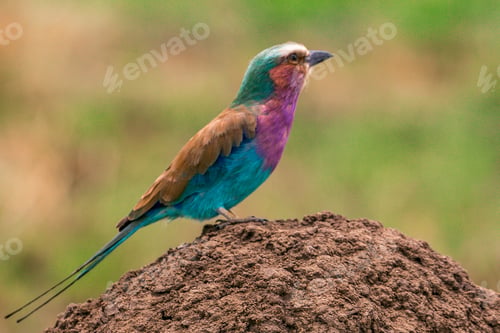 Preview: Lilac Breasted Roller Bird Maasai Mara National Game Reserve