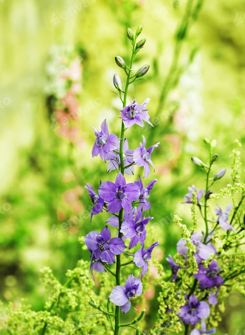Preview: Flowerbed with sage flowers