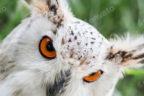 Preview: Close up face of Siberian eagle owl