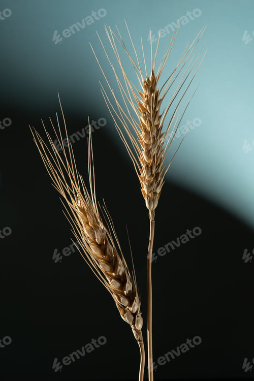Preview: Two golden ears of wheat on a dark blue background.