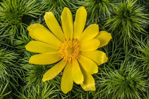 Preview: Flowers of Adonis, lat. Adonis vernalis