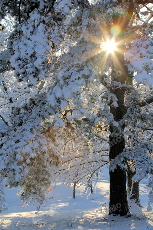 Preview: Sunburst Through Snowy Tree - Photograph Of The Sun Shining Brightly Through A Snow Covered