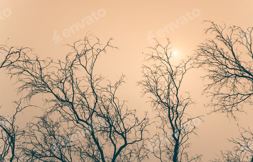 Preview: silhouette of tree with sunrise