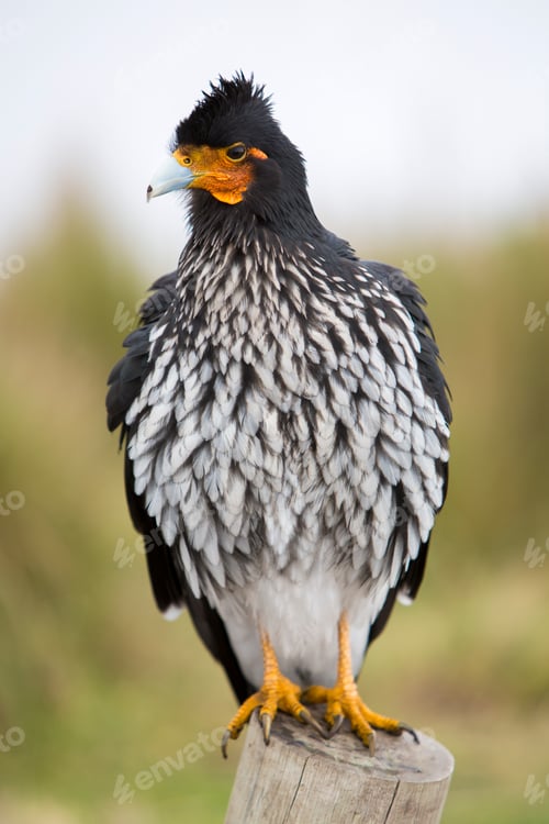 Preview: Curiquinge andean bird in Cotopaxi National Park in Ecuador