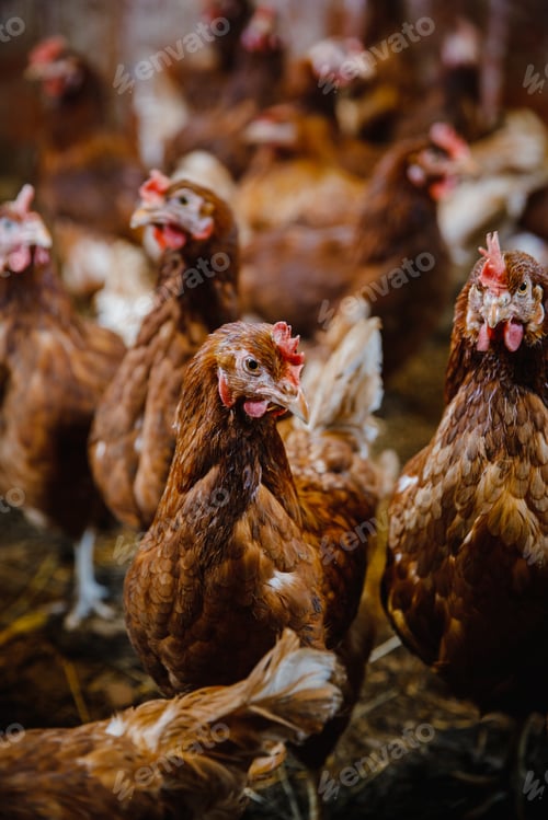Preview: Closeup vertical shot of a group of hens looking for food in a chicken coop