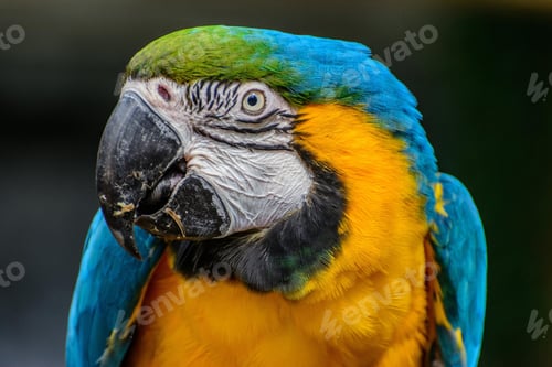 Preview: bird, parrot, Scarlet, Macaw