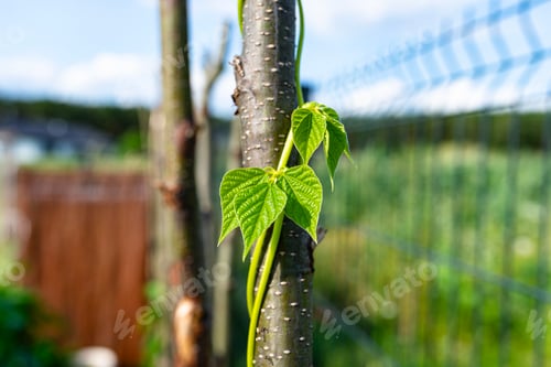 Preview: Climbing beans in the home garden wrapped around branches, early spring.