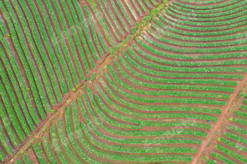 Preview: Tea or strawberry farm, agricultural plant fields. Rural area. Farm. Nature landscape background