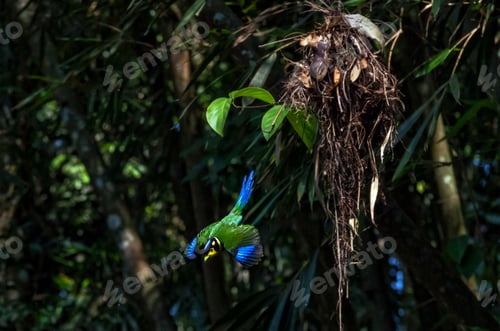 Preview: long tailed broadbill flying out from nest