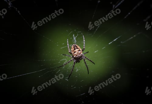 Preview: Spider on a spider web with a green background