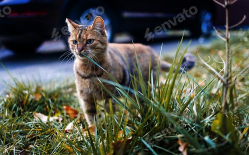 Preview: Cat in the Green Grass in autumn. Beautiful Red Cat hunting Outdoor.