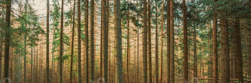 Preview: Tatra National Park, Poland. Summer Mountains Forest Landscape. Beautiful Tall Pine Woods. UNESCO's