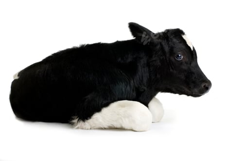 Preview: Calf