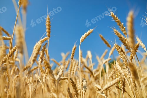 Preview: Wheat harvest, wheat field on the background of blue sky in the sun day, summer