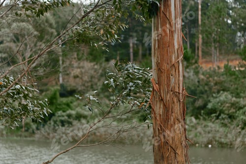 Preview: Majestic eucalyptus tree in nature, showcasing its textured bark and lush green surroundings by the