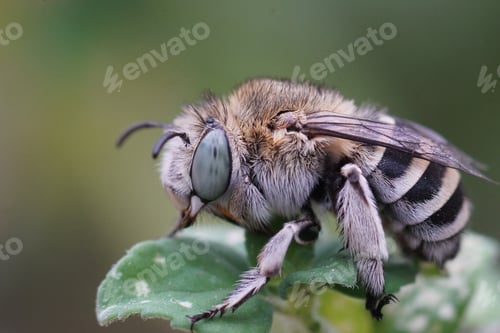 Preview: Closeup on a white cheeked digger bee, Amegilla albigena sitting on a leaf in the Gard, France