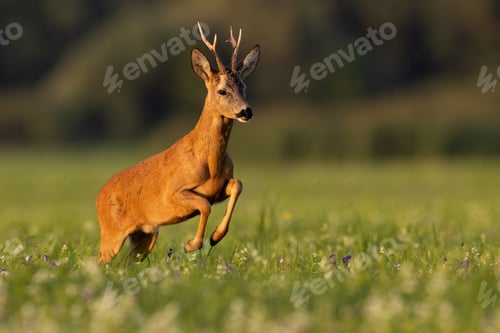 Preview: Roe deer jumping on flowered field in golden hour