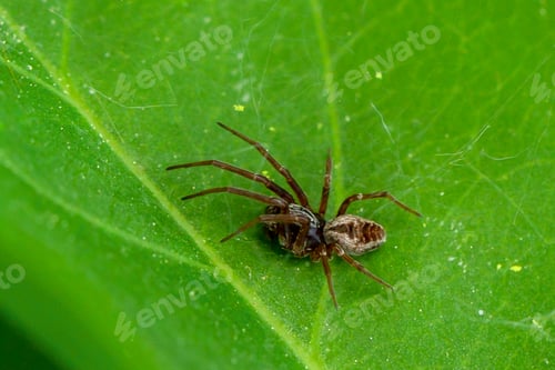 Preview: A spider on a green background.