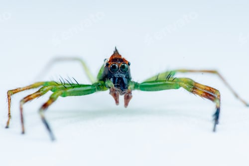 Preview: The green jumping spider, Mopsus mormon