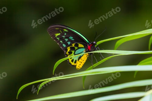 Preview: Exotic Butterfly Resting on Vibrant Green Leaves