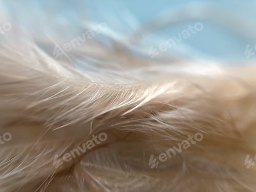 Preview: Macro shot of a feather in pastel color pallet