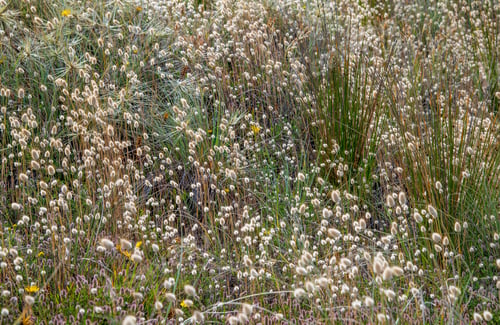 Preview: Beautiful shot of white Bunny tail (Lagurus Ovatus) flowers in Otaki beach, Kapiti New Zealand