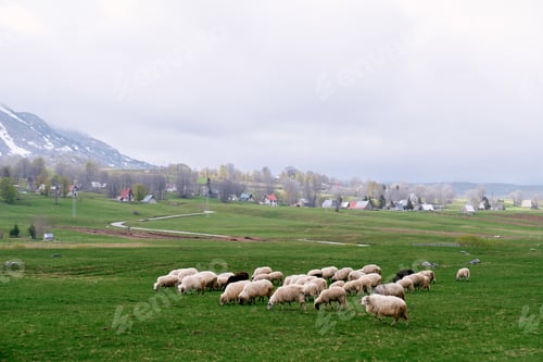 Preview: White sheep grazing on a green meadow near a village at the foot of the mountains