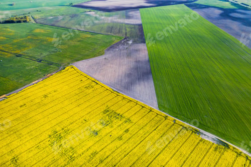 Preview: Top view of the yellow rapeseed field and the village. A sown field of rapeseed in Belarus.The