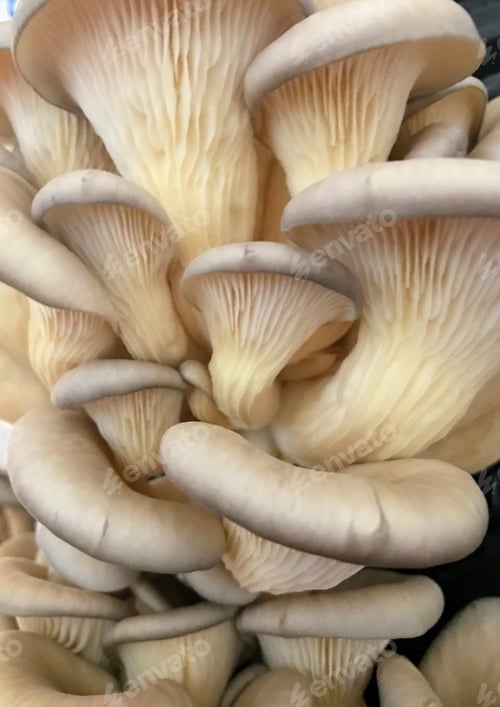 Closeup of Fresh Oyster Mushrooms, Edible Fungus