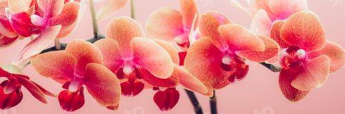 Preview: Orange Phalaenopsis Orchid Plant