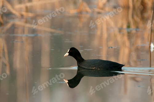Preview: Coot (Fulica atra) swimming on the lake