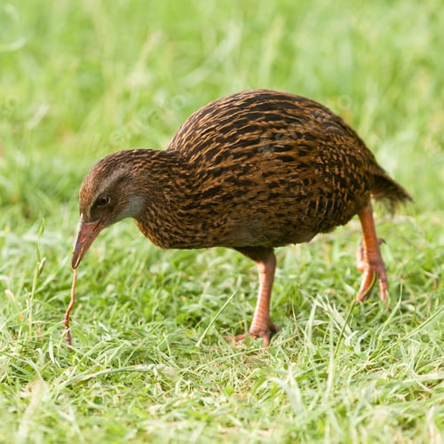 Preview: Endemic NZ bird Weka pulling a worm off the ground