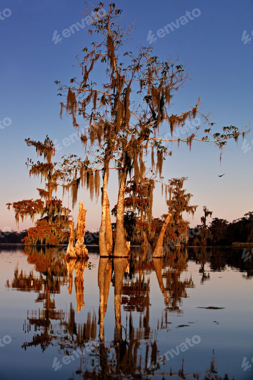 Preview: Vertical shot of tall trees in the water on a sunny day in Cypress swamps, USA