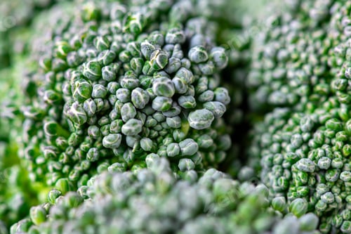 Preview: Pattern of broccoli. Macro photo green broccoli texture. Fresh green broccoli vegetable