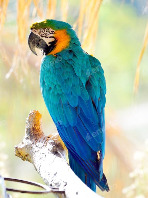Preview: bird, parrot, Scarlet, Macaw