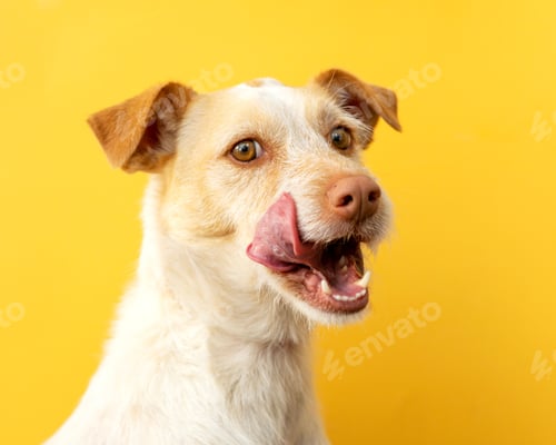 Preview: Cheerful white dog with brown ears looking with joy against a vibrant backdrop