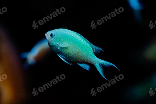 Vista previa: Close-up view of tropical blue fishes swimming on dark background. Underwater pisces inhabitants.