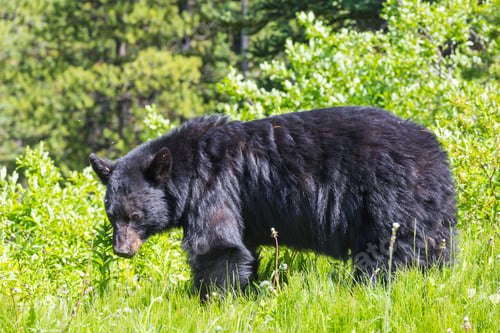 Preview: Black bear