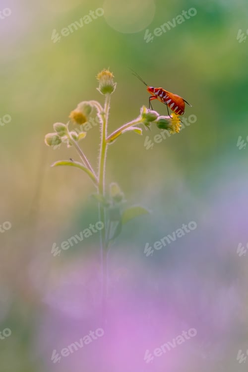 Preview: insect and flower