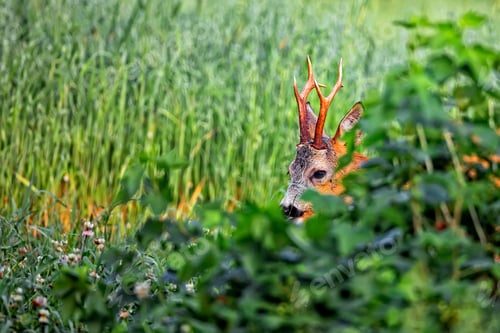 Preview: Roebuck hidden in the grass