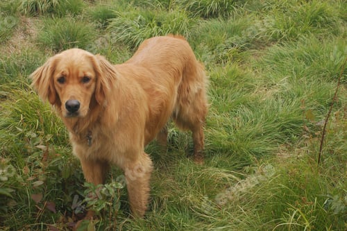 Preview: golden retriever, dog, pet, retriever