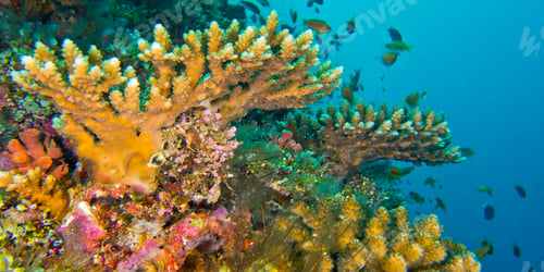 Preview: Coral Reef, South Ari Atoll, Maldives