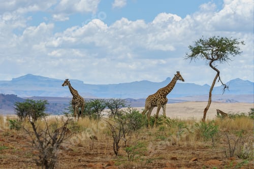 Preview: Giraffes in a African Landscape