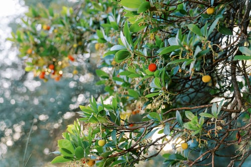 Preview: Red and yellow fruits grow on the branches of a strawberry tree in the garden