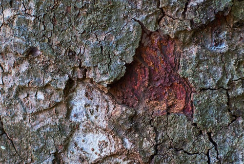 Preview: Background of bark of a tree