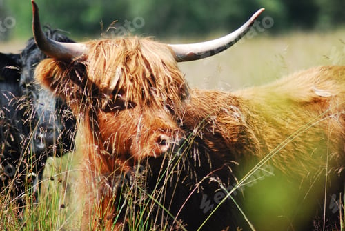 Preview: Closeup shot of a cute highland cow grazing in a field